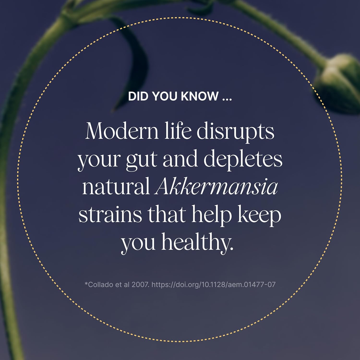 Pendulum Akkermansia 30 Count